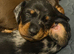 Miniature dachshund pups