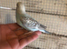 Baby budgies for sale £40 each collection mk404nn