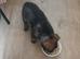 KC Reg German Shepherds puppies For sale!!!