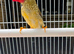2 pairs of star finches