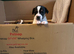 Jack Russell Puppies