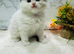 Full pedigree registered Ragdoll kittens