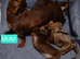 PRA, HEALTH CHECKED, ADORABLE MINIATURE DASHSHOUNDS