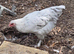 Splash Marans at point of lay