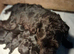 Black schnauzer puppies for sale