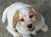 Lemon roan cocker dog pup