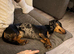 Female miniature dachshund