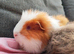 2 beautiful swiss sows.