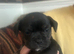 FRENCH BULLDOG CROSS