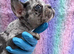 Stunning litter of true to type Frenchbulldogs