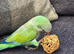 Conure and quaker for sale