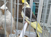 Pair cockateils