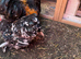 Roosters Pekin