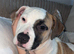 american bulldog