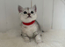 Stunning Kittens GCCF