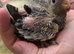 Adorable hand reared baby cockatiel