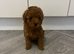 Toy poodle girl ready now