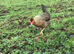 CREAMLEGBAR & MARSBAR CHICKS/GROWERS