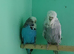 Some different age budgies and breeding boxes here