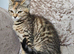 British blue shorthair crossed LAST FEMALE LEFT
