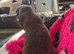 Gorgeous, friendly Giant French Lop