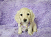 Stunning long haired cream mini dachshunds