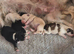 4 gorgeous pups