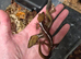 Borneo Cat Gecko at Birmingham Reptiles