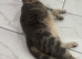 Beautiful female bengal cross