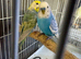 Budgies 3 breeding pairs for sale