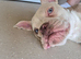 5 month old english