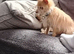 Male chihuahua