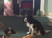 Cavapoo girl left