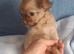 Ready 9th July long coat chihuahua boys