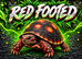 TORTOISES