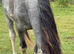 Registered Section A. 2 year old gelding