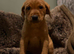Fox red lab last big boy