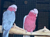 Proven breeding pair galah cockatoos