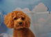 CAVAPOO 8 month old Male Red Cavapoo