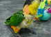 Hand reared Baby Black Headed Caiques.
