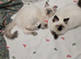Home raised ragdoll kittens