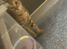 Gorgeous little tabby cross cat for sale