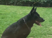 Quality Litter GSD Puppy&rsquo;s @icepack