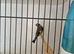 Gold finch rung birds 2