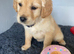 Golden retriever puppies
