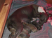 Beautiful italian-greyhound puppies