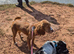 3 Cocker spaniel dogs