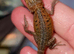 Bearded dragons
