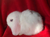 Beautiful Pure Bred Mini Lop Rabbit
