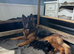 Outstanding KC German Shepherd puppies